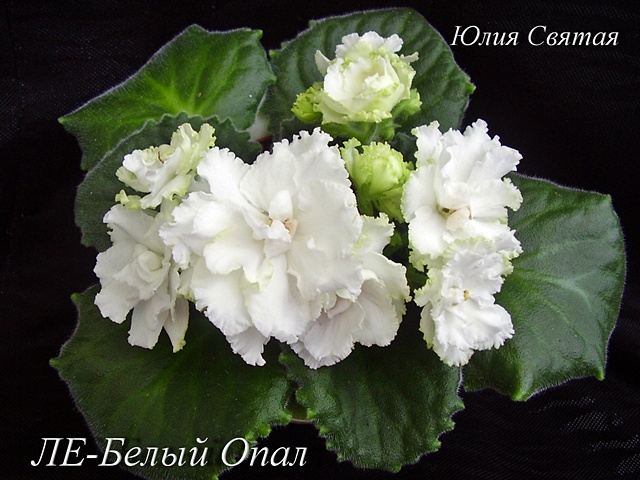 ЛЕ-Белый Опал (Лебецкая)