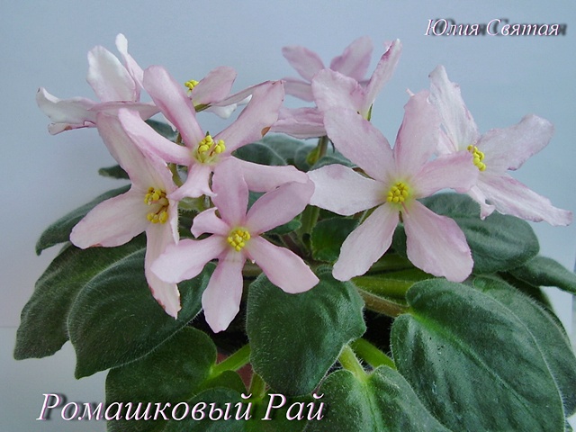 Ромашковый Рай (Святая)