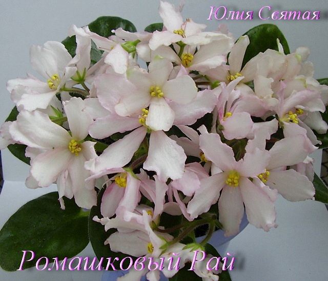 Ромашковый Рай (Святая)