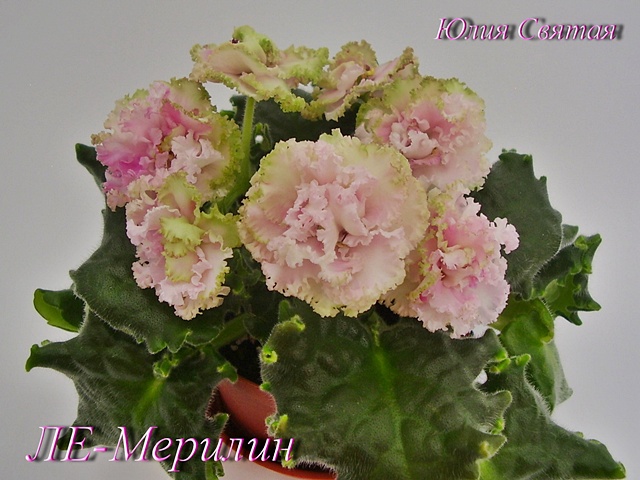 ЛЕ-Мерилин (Лебецкая)