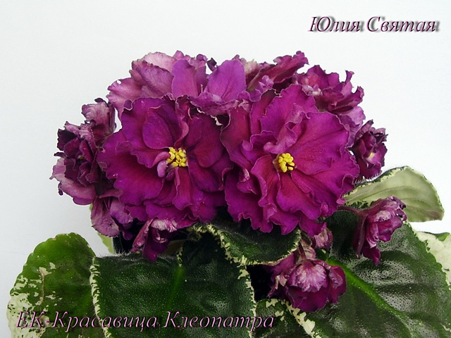 ЕК-Красавица Клеопатра (Коршунова)