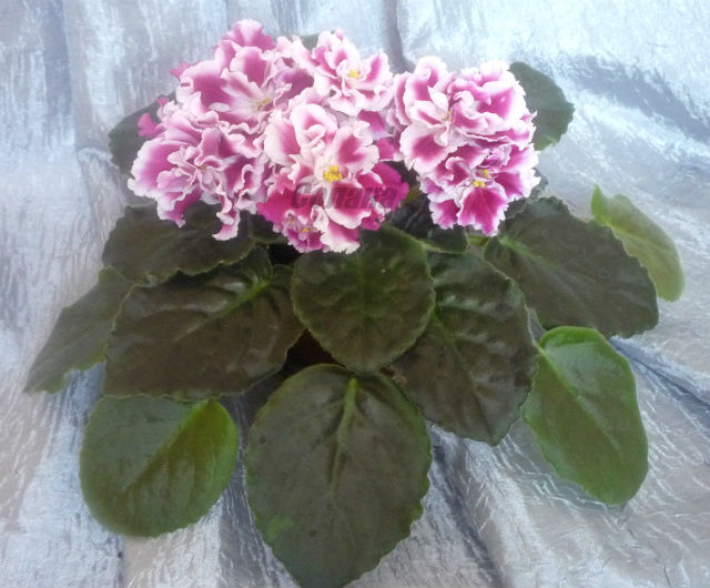 Морозная Вишня