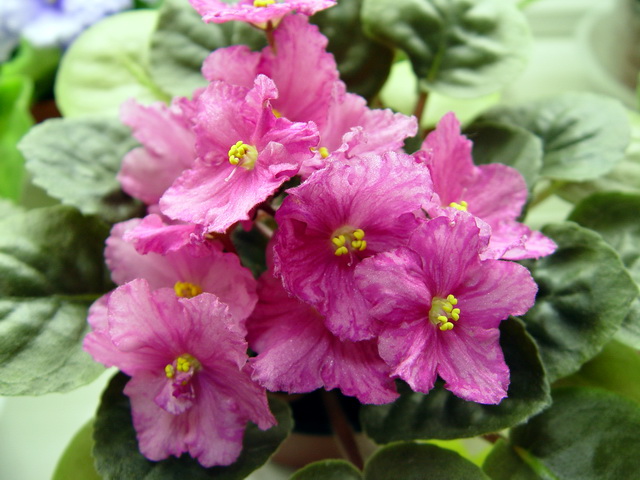 Pretty n' Pink NEW 2008