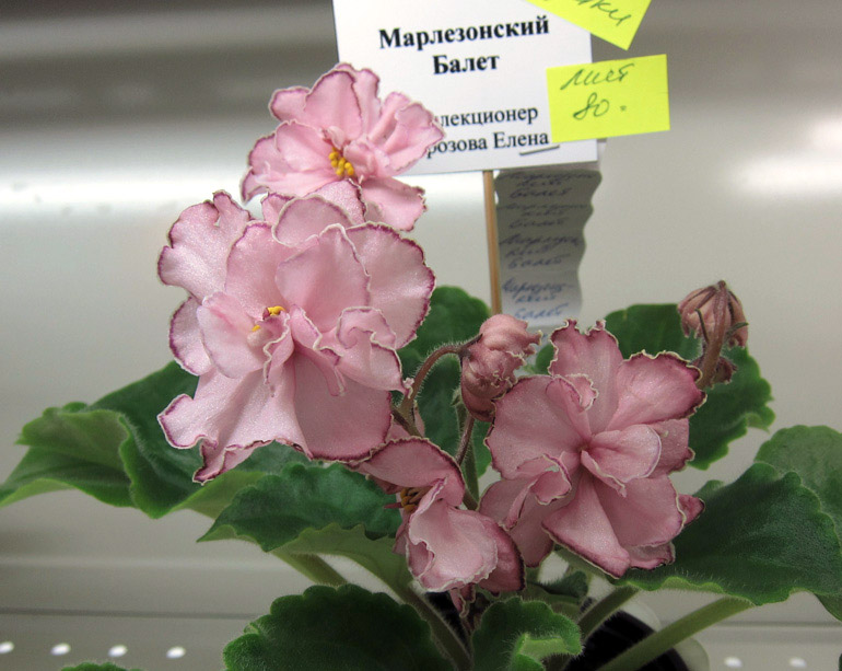 Марлезонский-Балет.jpg