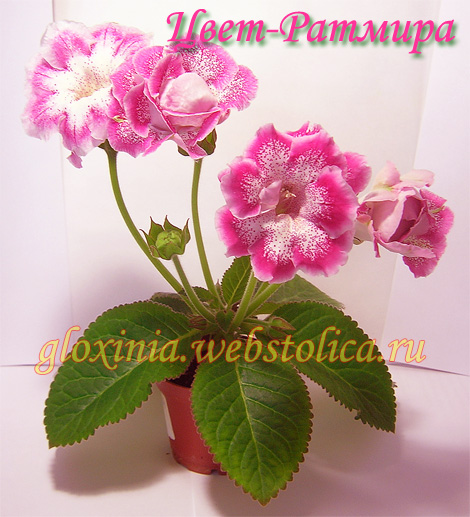 Цвет-Ратмира-цветение-470pi.jpg