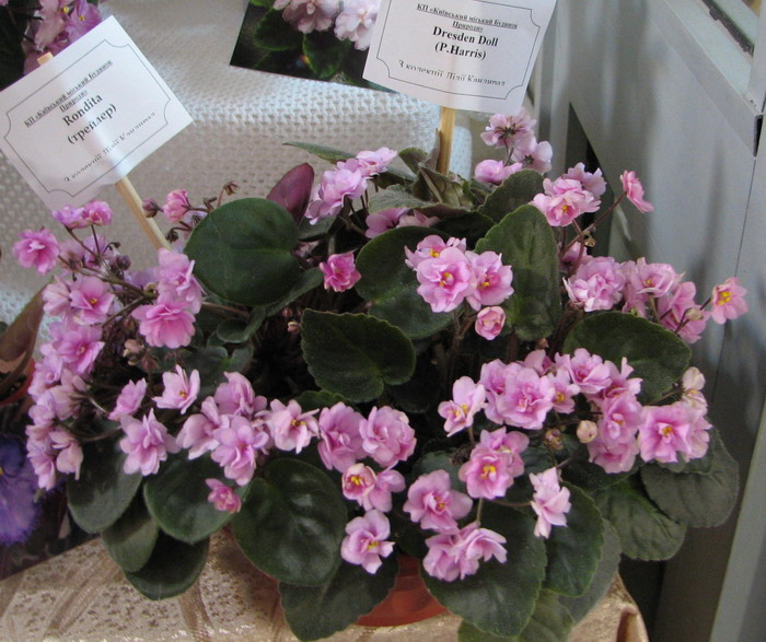 IMG_3978.jpgm.jpg