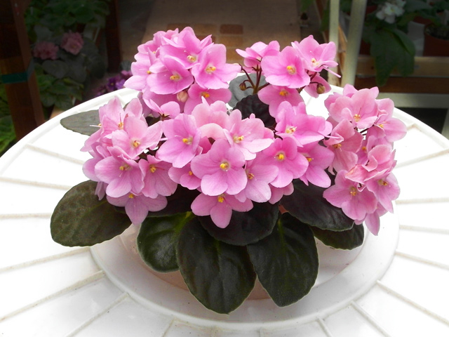 Rhapsodie Rosalie