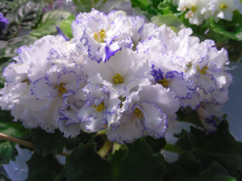 SAM_8342.jpg