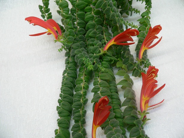колумнея gloriosa