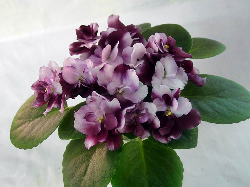 Mac`s Southern Springtime