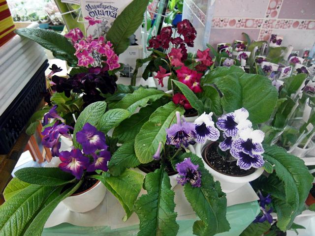 фото5.JPG