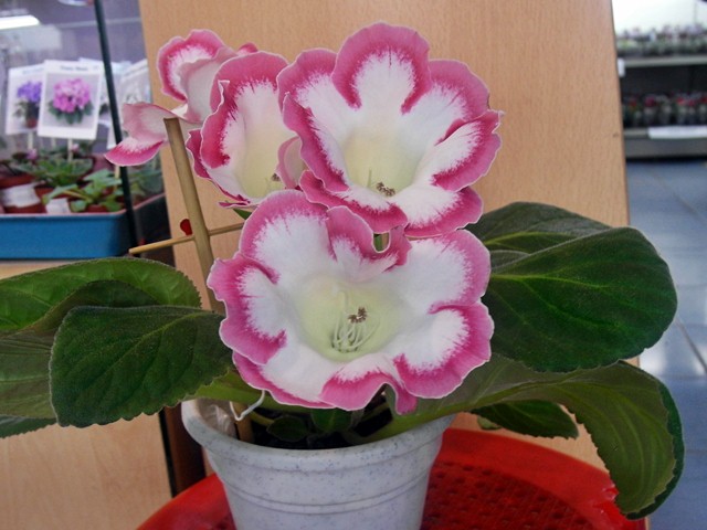 rosalinda.JPG