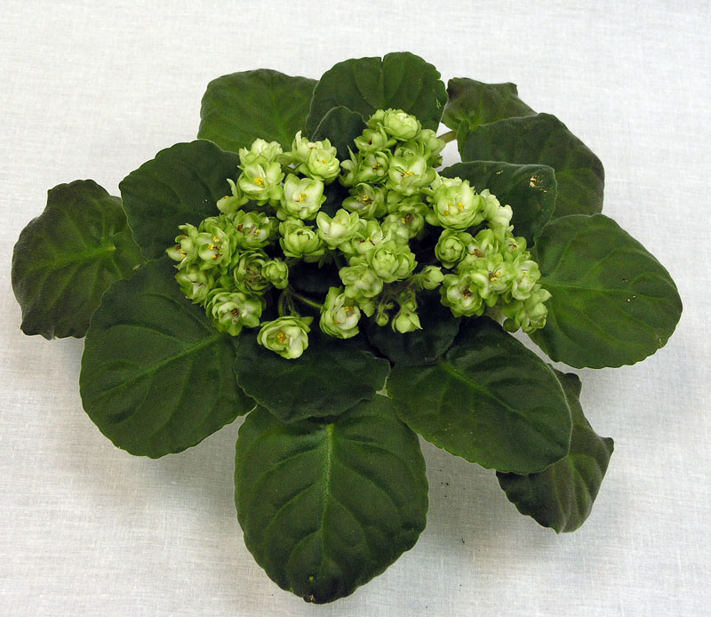 3 место – ЛЕ-Купава (Е. Лебецкая), колл. С. Патрушева