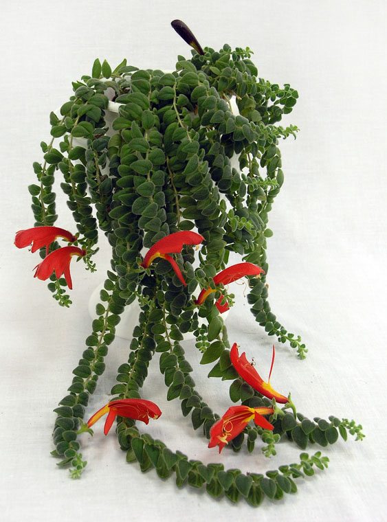 2 место – колумнея gloriosa, колл. В. Киселёва