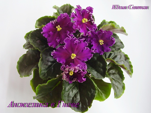 Анжелика в Гневе (Каткин)