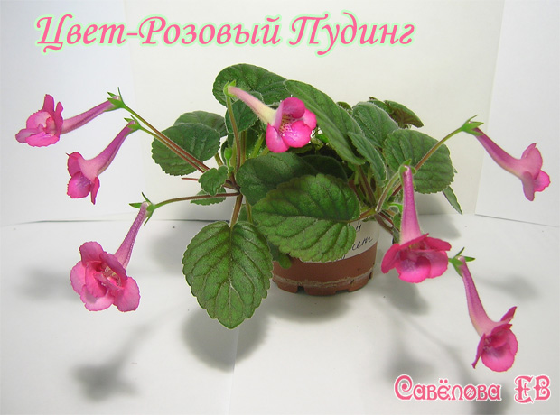 Цвет-Розовый-Пудинг-620pi-2.jpg