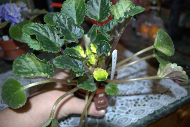 DSC_0413.jpg