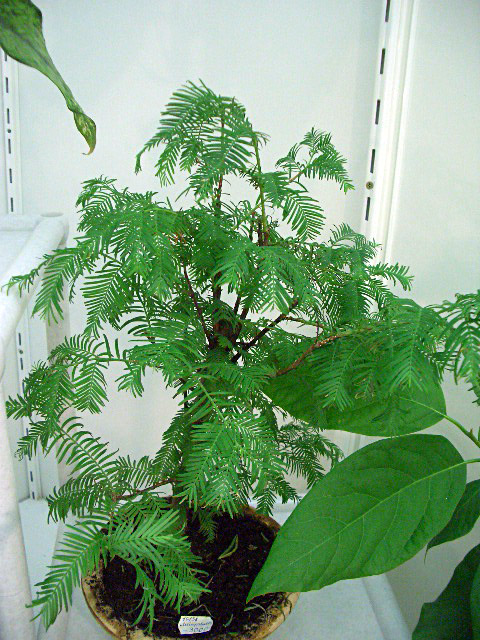 CIMG0137.JPG