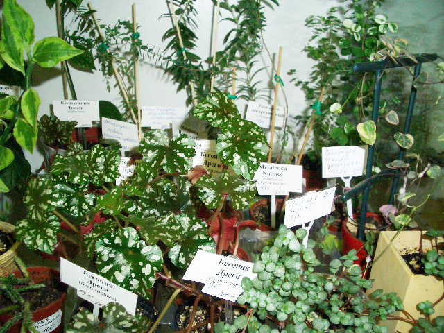 CIMG0176.JPG