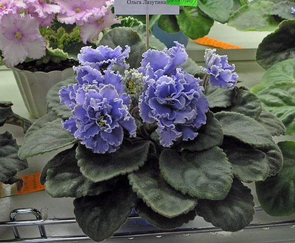 Ruffled Skies (Stork/Boone), колл. О. Лазутина.