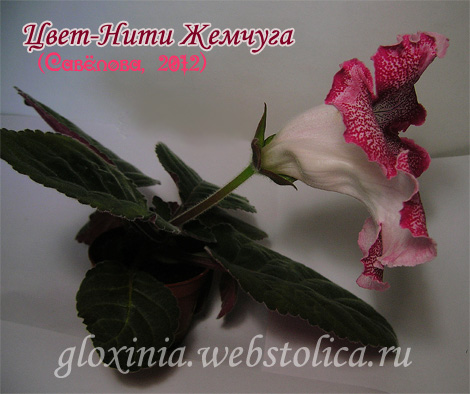 Цвет-Нити-Жемчуга-розетка-470pi.jpg
