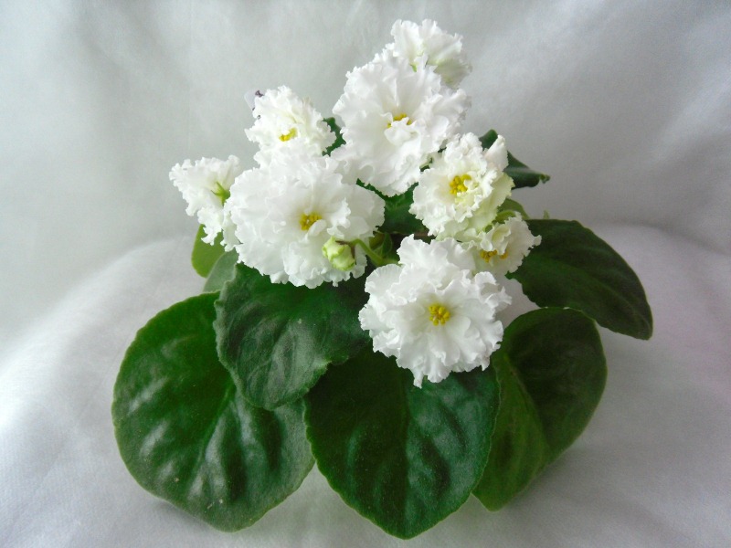 ЕК-Белая Королева 800-600.jpg