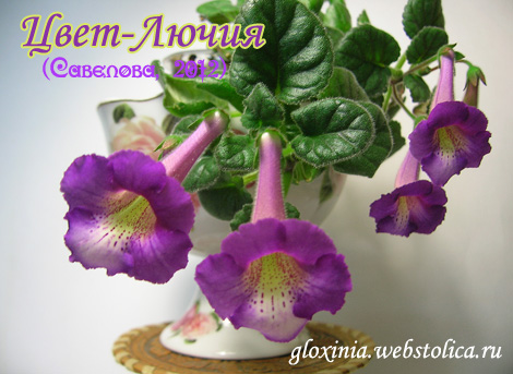 Цвет-Лючия-470pi.jpg