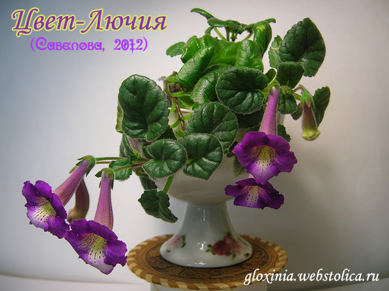 Цвет-Лючия-+-560pi.jpg