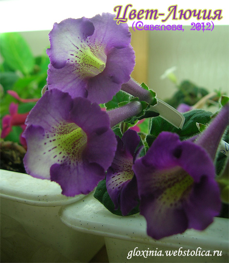 Цвет-Лючия-цв-470pi.jpg