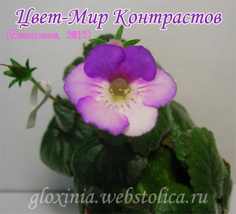 Цвет-Мир-Контрастов-470pi.jpg