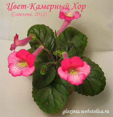 Цвет-Камерный-Хор-470.jpg