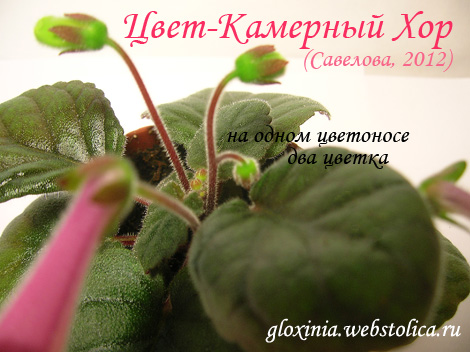 Цвет-Камерный-Хор-цветоносы-470.jpg