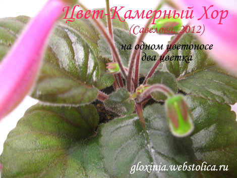 Цвет-Камерный-Хор-цветоносы-+470.jpg
