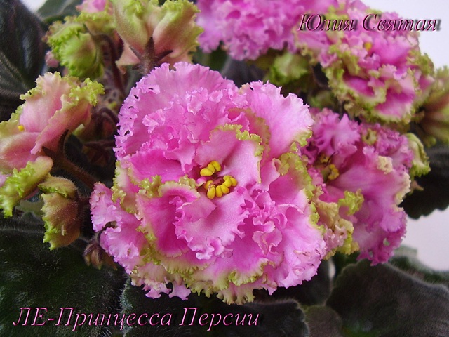 ЛЕ-Принцесса Персии (Лебецкая)