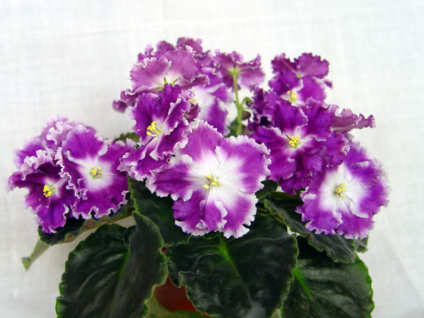 DSC04238.jpg