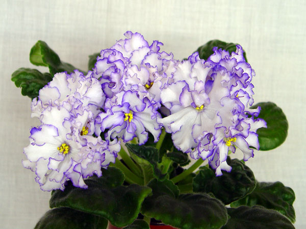 DSC04240.jpg