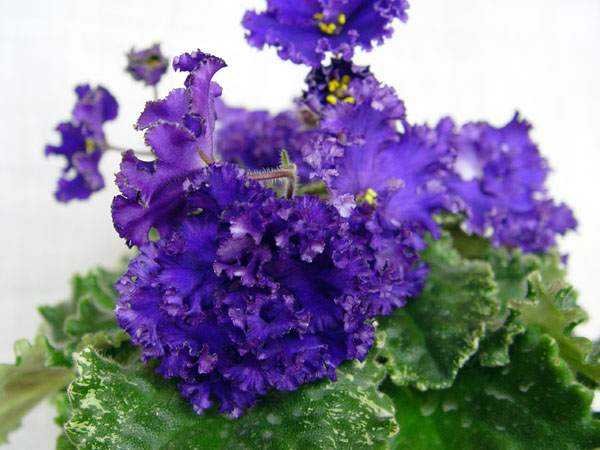DSC04246.jpg