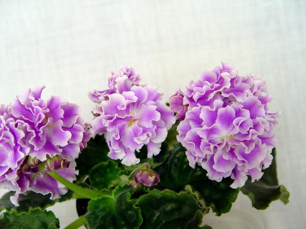 DSC04158.jpg