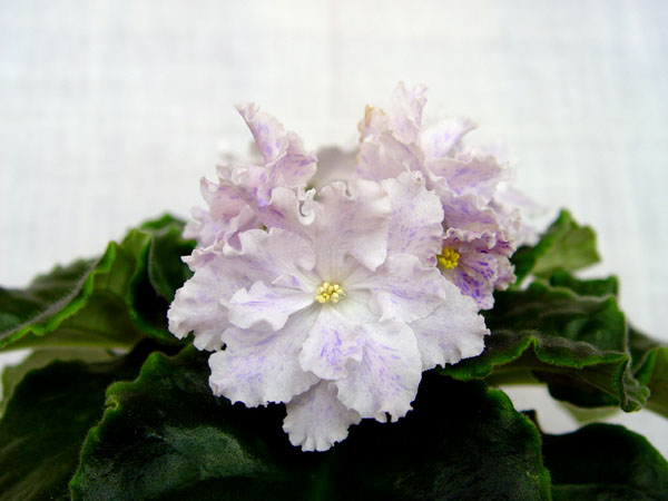 DSC04165.jpg