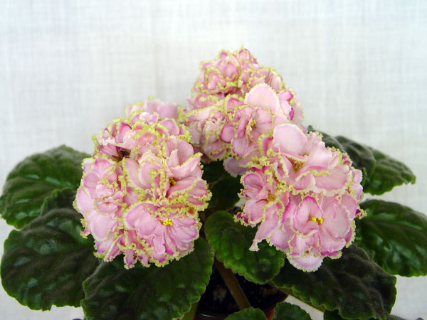 DSC04250.jpg