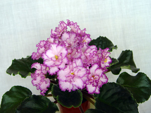 DSC04244.jpg