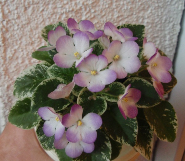 PB130842.JPG