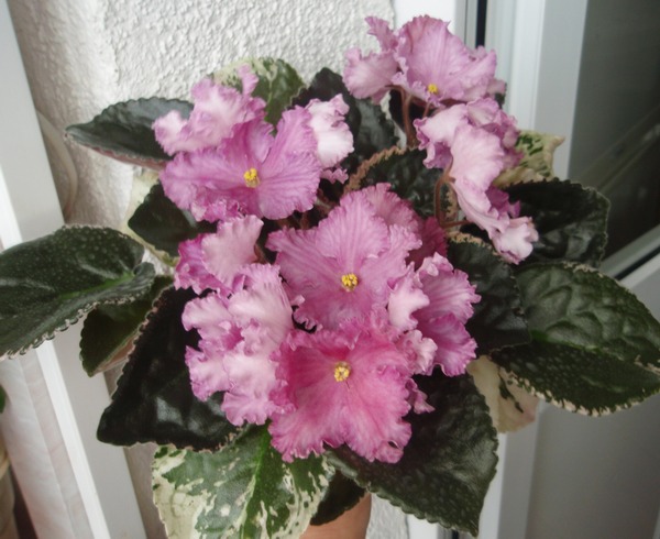 PB140853.JPG
