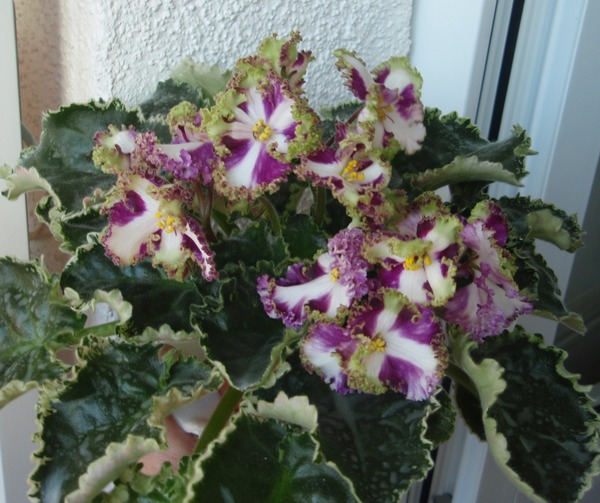 PB140867.JPG