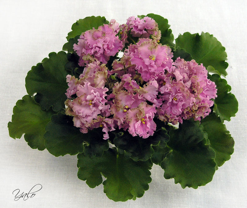 2 место – ЛЕ-Флирт (Е. Лебецкая), колл. Е. Морозова