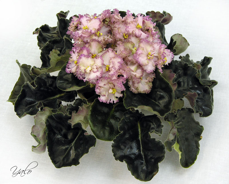 3 место – Pink Jade (S. Sorano), колл. Ю. Андрусенко