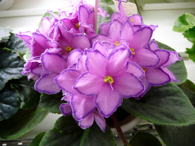 Kev's Heavenly Star (кол.Кочеткова).jpg