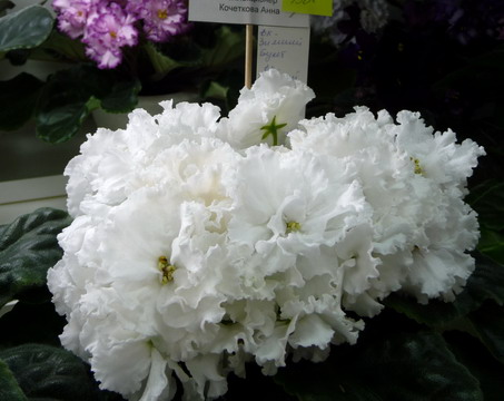 ЕК-Зимний Букет (кол. Кочеткова).jpg