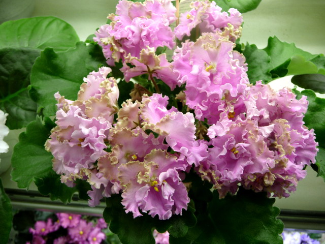 ЛЕ-Флирт (кол. Морозова).jpg