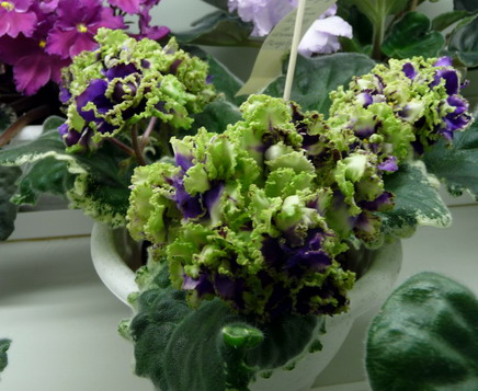 ЛЕ-Ночное Рандеву (кол. Кочеткова).jpg